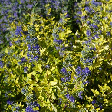 Caryopteris Sapphire Dream 3 Litre - image 2