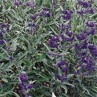 Caryopteris Sterling Silver 3 Litre