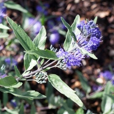 Caryopteris Sterling Silver 3 Litre