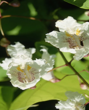 Catalpa Aurea 12 Litre - image 2