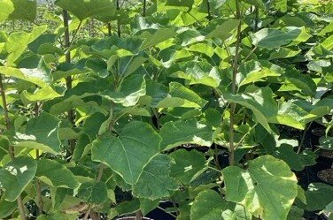 Catalpa Aurea 12 Litre