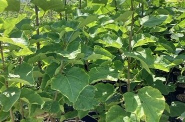 Catalpa Aurea 12 Litre