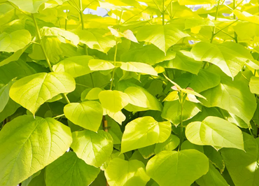 Catalpa Aurea 12 Litre - image 2