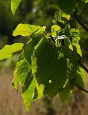 Catalpa szechuanica 12L - image 2