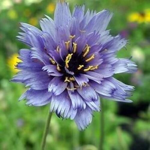 Catananche Caerulea 9cm
