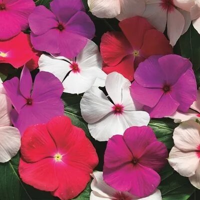 Catharanthus Cora Cascade (Vinca) 2 Litre