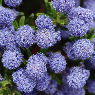 Ceanothus Autumnal Blue 3 Litre