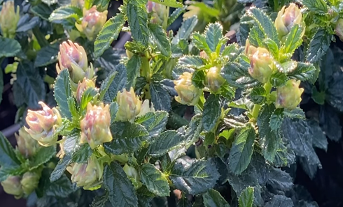 Ceanothus Blue Mound 3 Litre