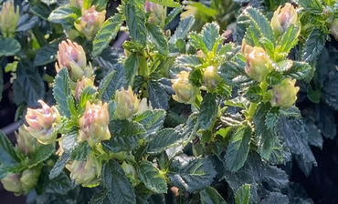 Ceanothus Blue Mound 3 Litre