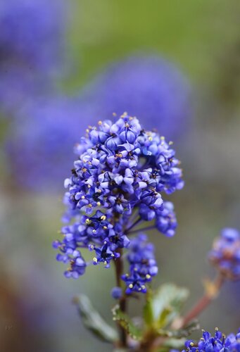 Ceanothus Blue Sapphire 3.4 Litre - image 1