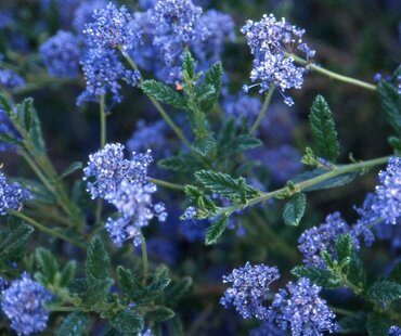 Ceanothus Concha on Trellis 1.5m 20 Litre