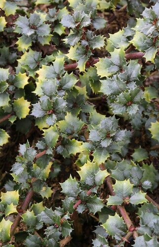 Ceanothus Emily Brown 3.4 litre - image 1