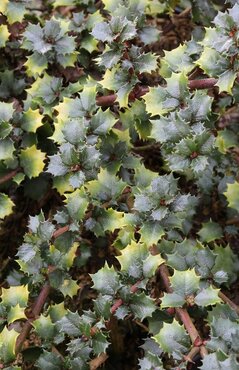 Ceanothus Emily Brown 3.4 litre - image 1