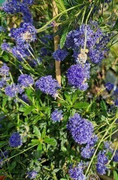 Ceanothus impressus Victoria 80cm Stem 5 Litre