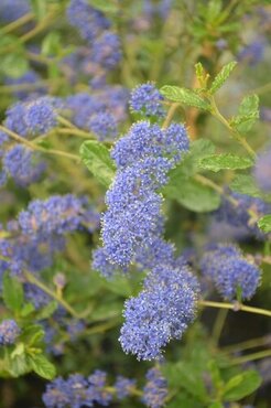 Ceanothus Italian Skies 1.5m on Trellis 20 Litre