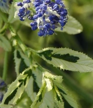 Ceanothus Lemon & Lime 3 Litre