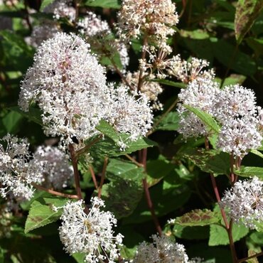 Ceanothus Millerton Point 27cm