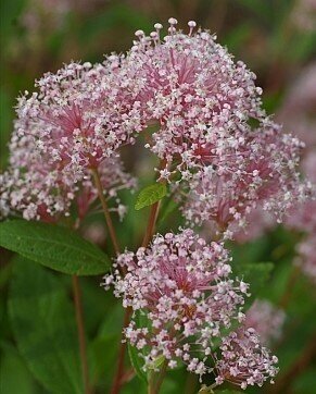 Ceanothus pallidus Marie Simon 2.3 Litre - image 1