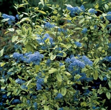 Ceanothus 'Pershore Zanzibar' 3 Litre