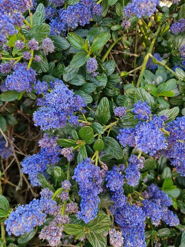 Ceanothus Puget Blue 1.5m Trellis 20 Litre