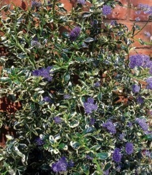 Ceanothus Silver Surprise 3 Litre