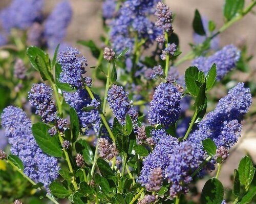 Ceanothus Skylark Trellis 9 Litre - image 1