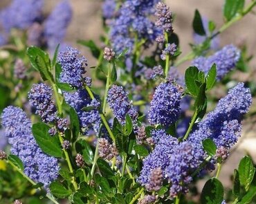 Ceanothus Skylark Trellis 9 Litre - image 1