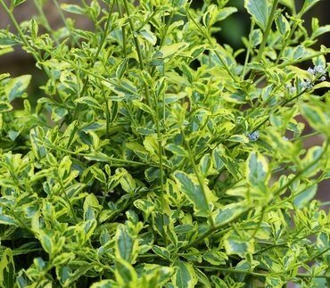 Ceanothus Thyrsiflorus El Dorado 2.3 Litre - image 1
