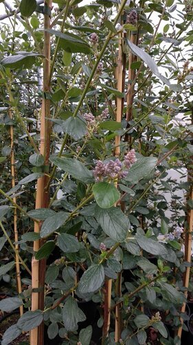 Ceanothus Trewithen Blue 12 Litre