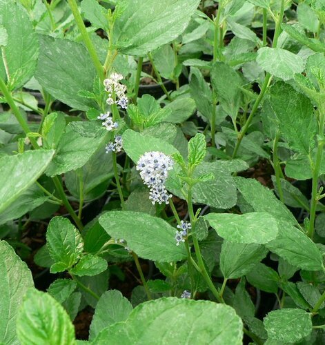 Ceanothus Trewithen Blue 29cm