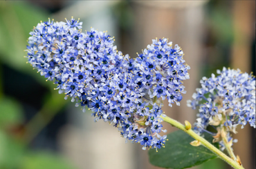 Ceanothus Trewithen Blue 3 Litre - image 1