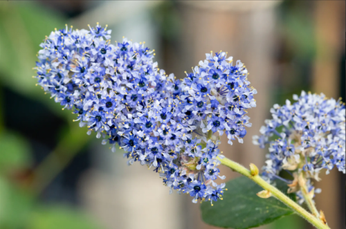 Ceanothus Trewithin Blue 1.5m on Trellis 20 Litre