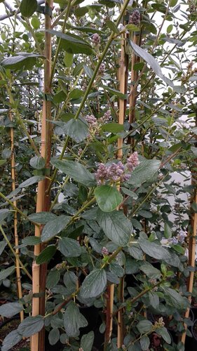 Ceanothus Trewithin Blue 1.5m on Trellis 20 Litre - image 1