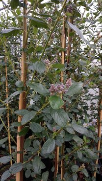 Ceanothus Trewithin Blue 1.5m on Trellis 20 Litre