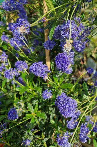 Ceanothus Victoria Tripod 20 Litre - image 1