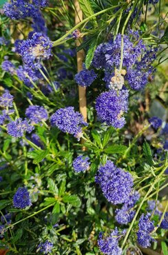Ceanothus Victoria Tripod 20 Litre - image 1