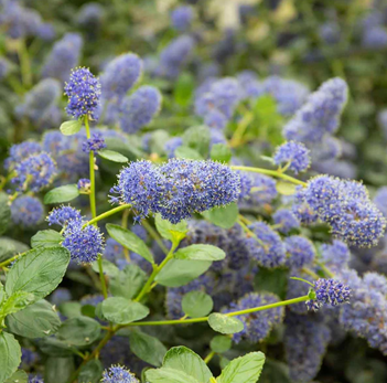 Ceanothus Yankee Point Trellis 9 Litre - image 1