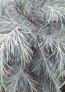 Cedrus deodara 6 litre