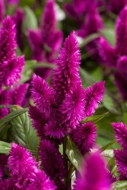 Celosia Deep Purple 12cm