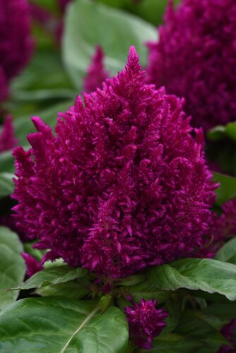 Celosia First Flame Purple 2 Litre
