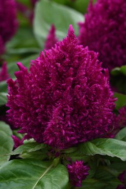 Celosia First Flame Purple 2 Litre