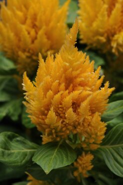 Celosia First Flame Yellow 2 Litre