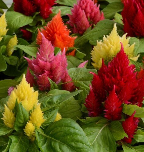 Celosia Mixed Jumbo Six Pack