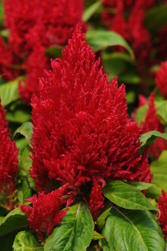 Celosia Red 1 Litre