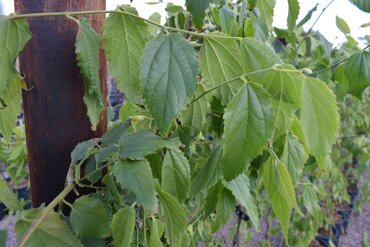 Celtis australis 12 Litre