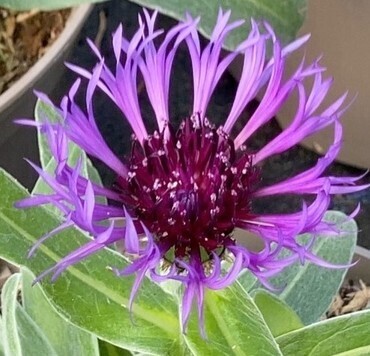 Centaurea 'Amethyst Dream 3 Litre
