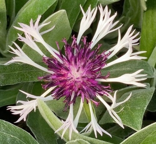 Centaurea Amethyst in Snow 2 Litre