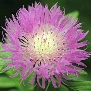 Centaurea 'Bright Rose' 2 Litre