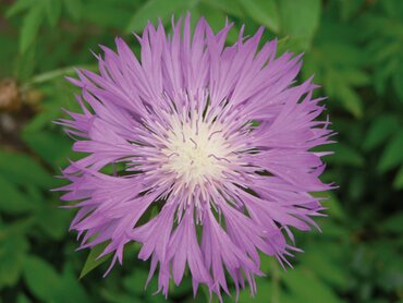 Centaurea Dealbata 9cm