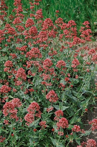Centranthus Ruber Coccineus 9cm